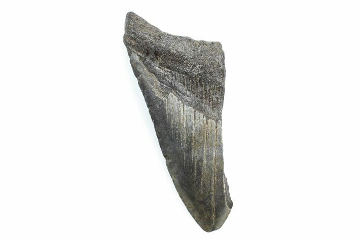 Partial Fossil Megalodon Tooth - South Carolina #362525